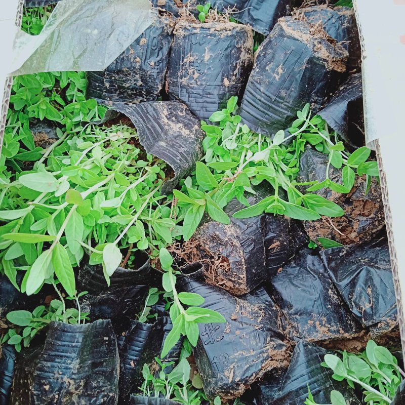 精品千屈菜苗大量上市，基地直销直发欢迎各位老板实地考察