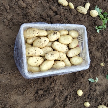 精品土豆大量上市中有需要联系