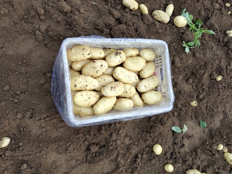精品土豆大量上市中有需要联系