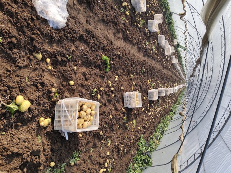 精品土豆大量上市中有需要联系