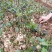 大量供应油茶小苗500万