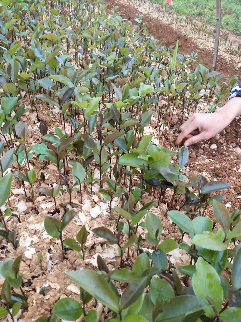大量供应油茶小苗500万
