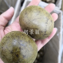 药用罗汉果大个广西干货泡水喝20个起包邮