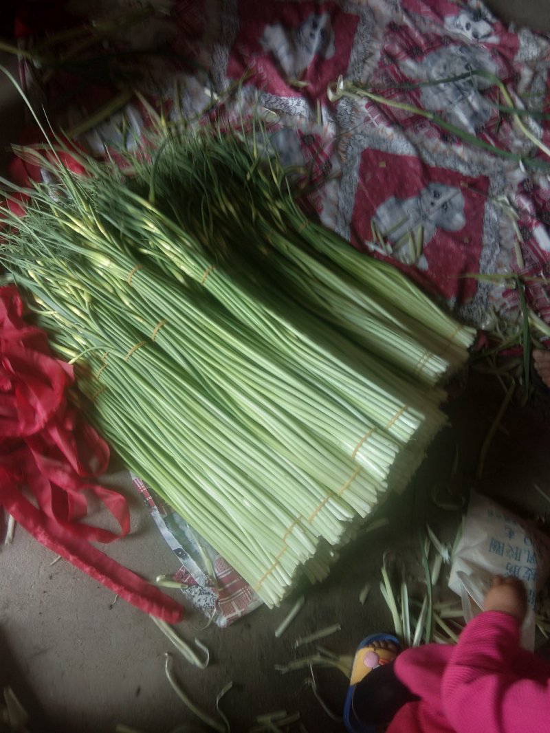 蒜薹精品60~70cm，无泡水，