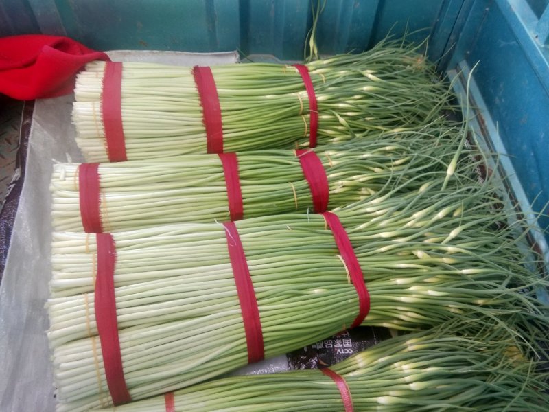 蒜薹精品60~70cm，无泡水，