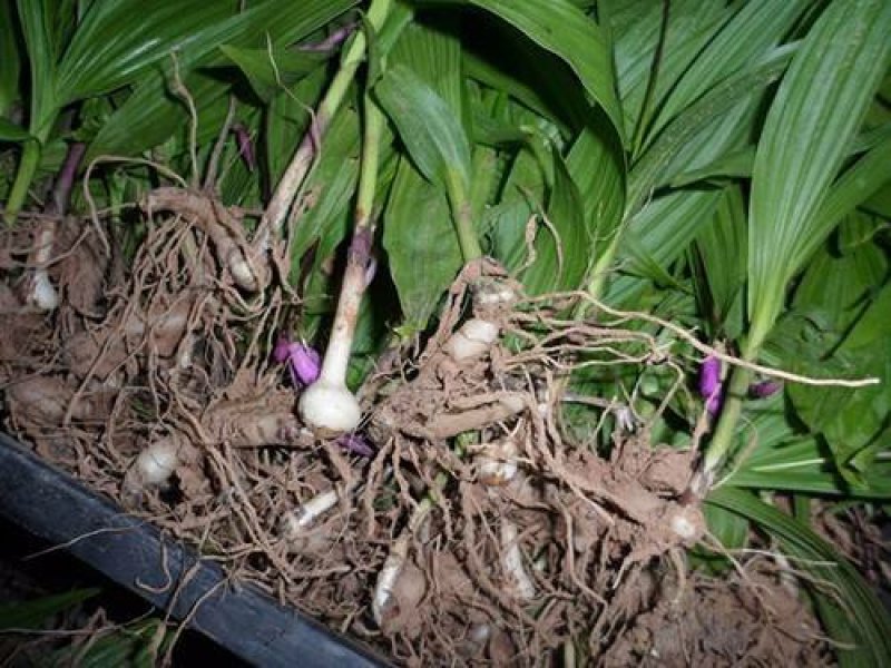 白芨种子白芨净子紫花三叉白芨货到付款提供技术