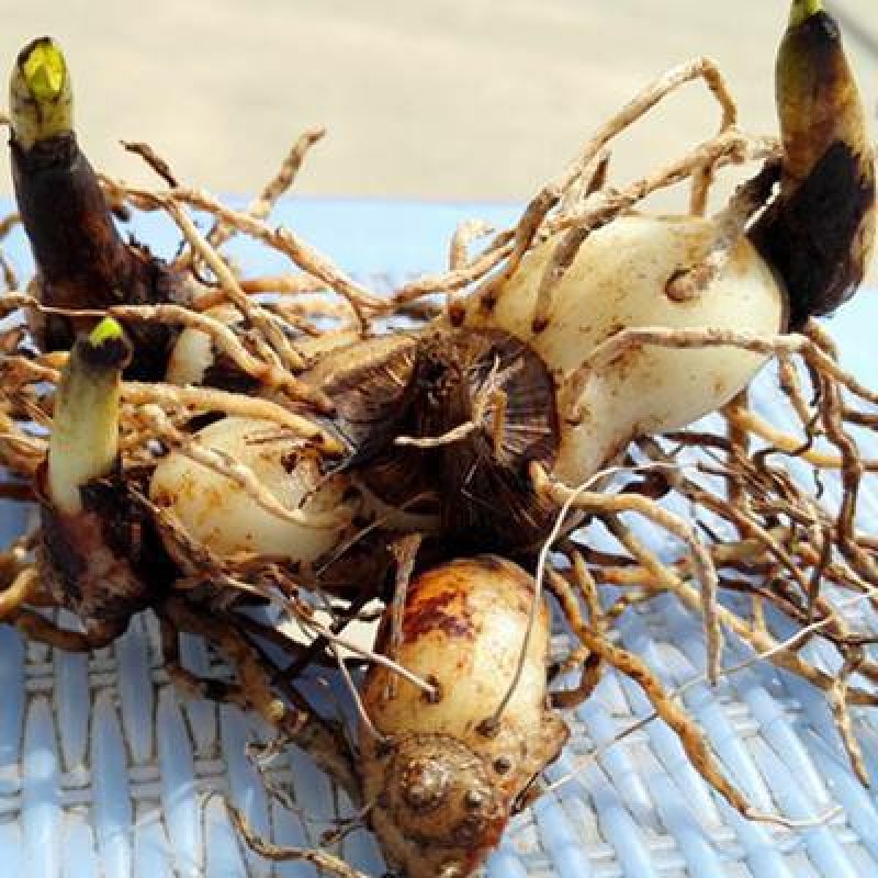 白芨种子白芨净子紫花三叉白芨货到付款提供技术