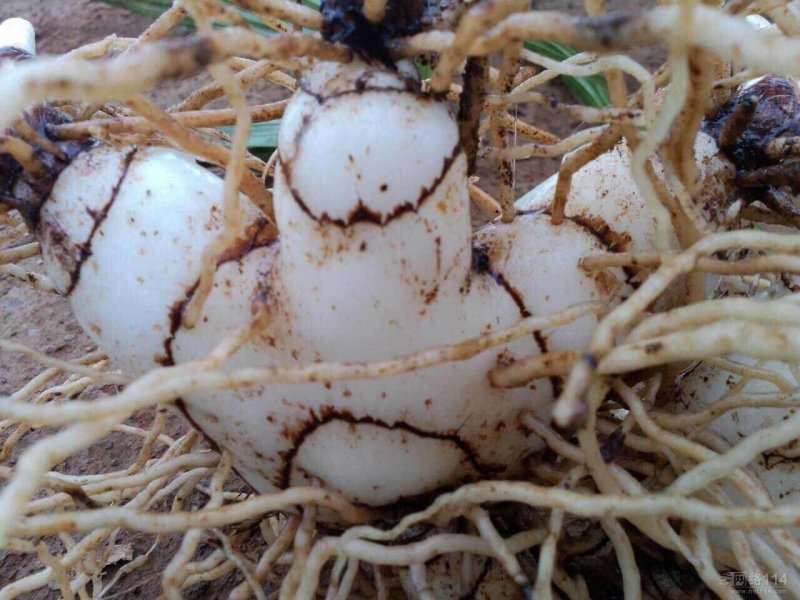 白芨种子白芨净子紫花三叉白芨货到付款提供技术