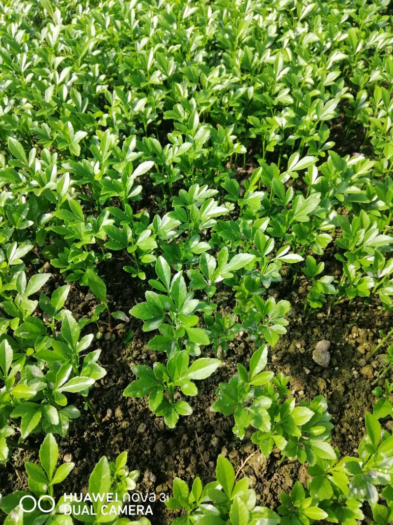 青枫芽苗，绿化，嫁接红枫，羽毛枫，