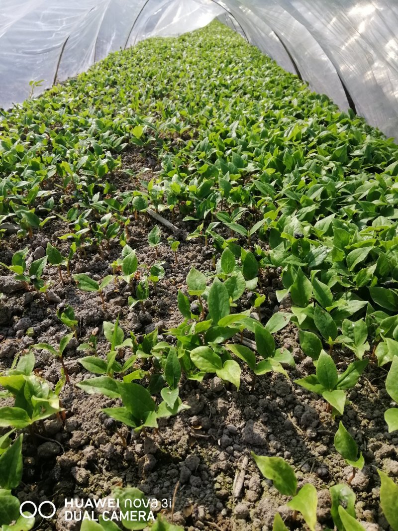 山玉兰芽苗，红白玉兰的钻木