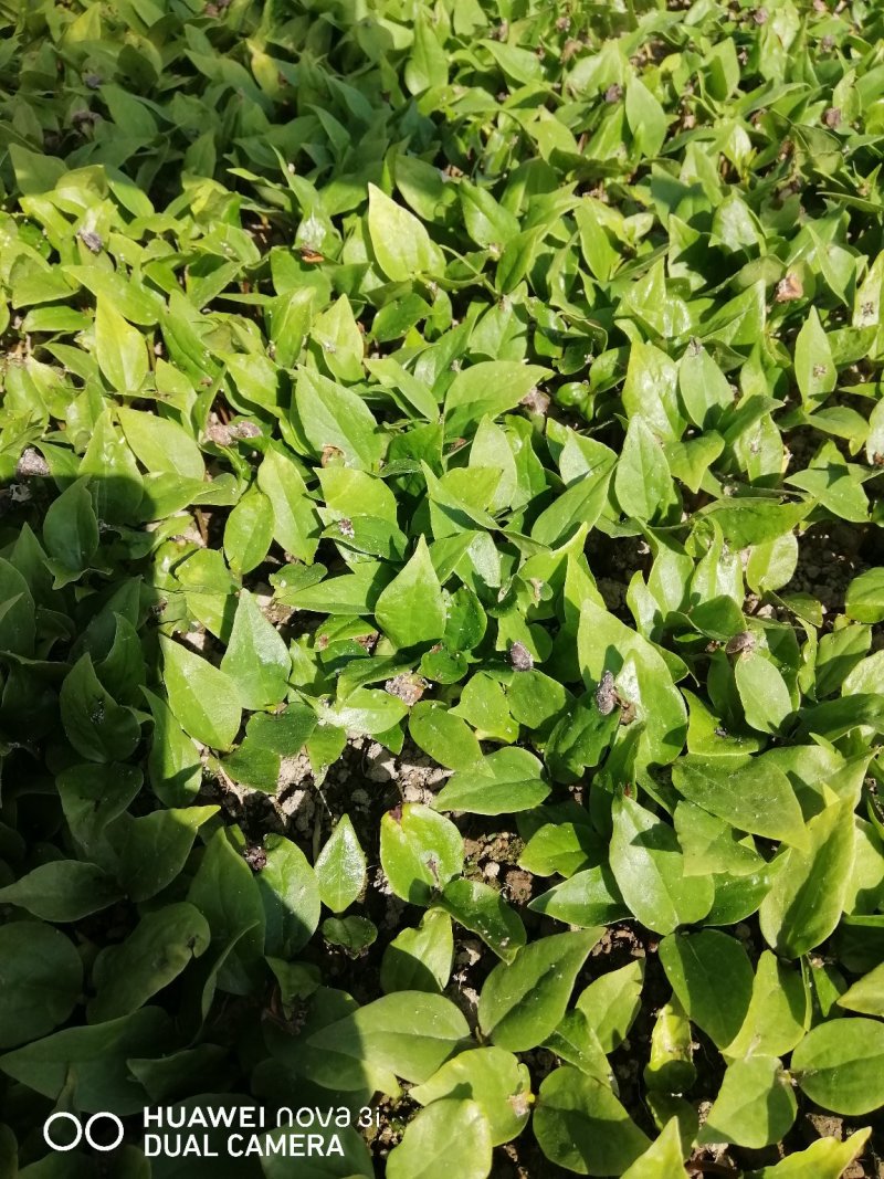 山玉兰芽苗，红白玉兰的钻木