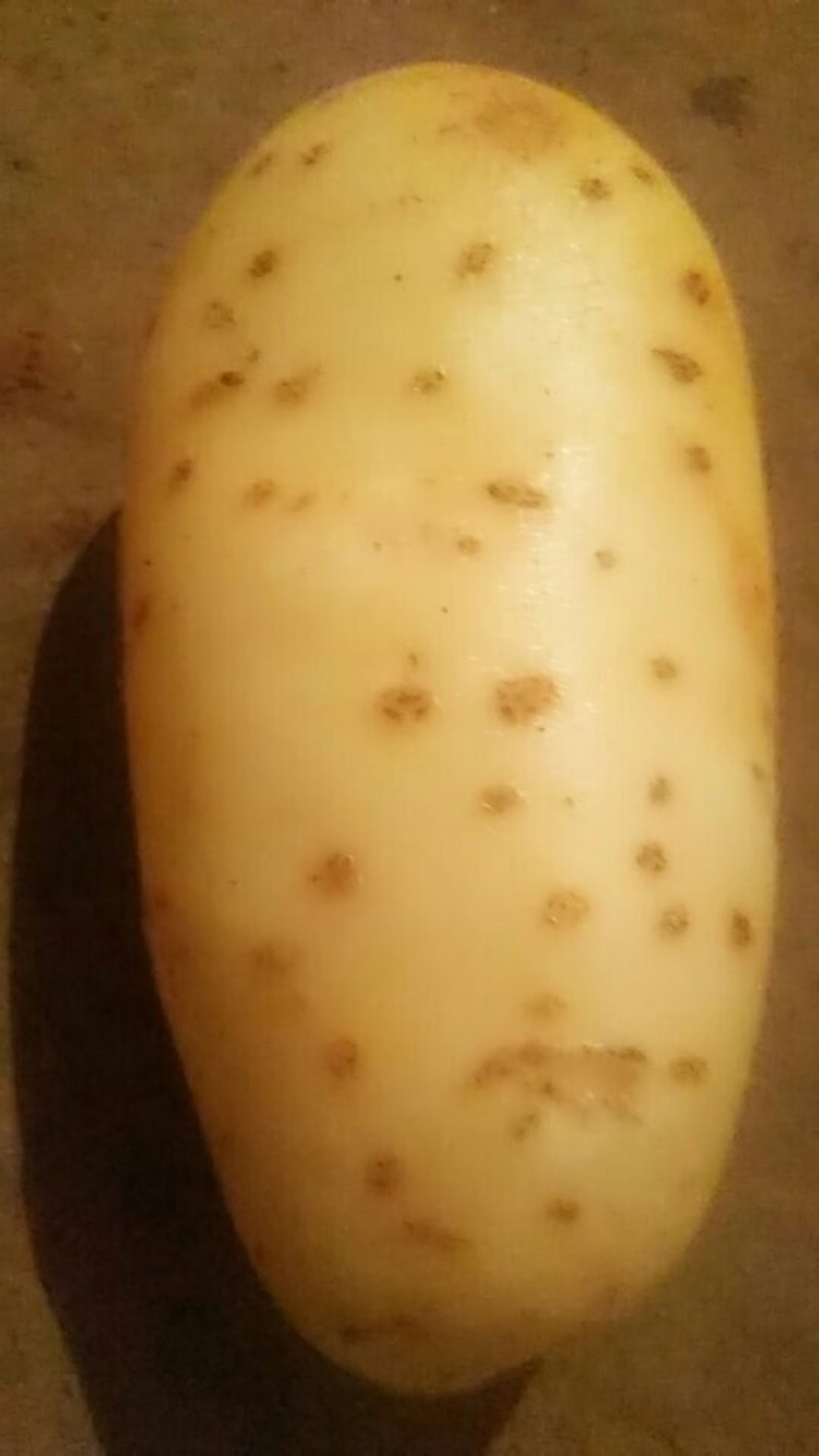 预售黄皮黄心红皮黄心土豆