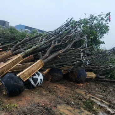 占地桂花，15至20公分大量出售