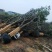 占地桂花，15至20公分大量出售