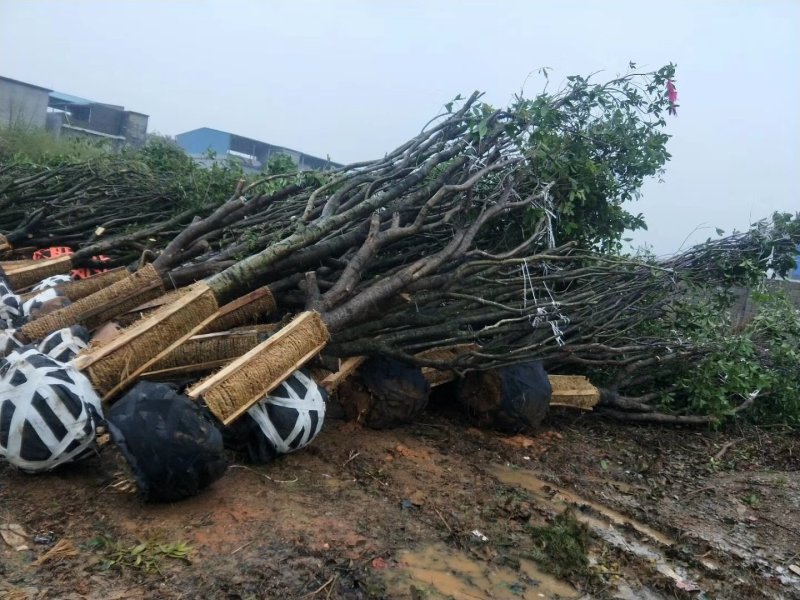 占地桂花，15至20公分大量出售