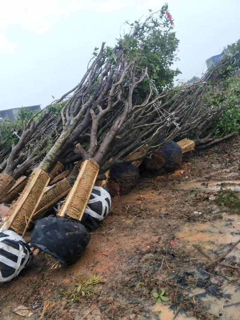 占地桂花，15至20公分大量出售