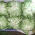 球生菜大量优质上市中