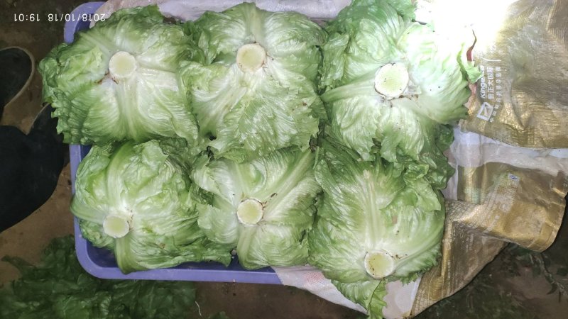 球生菜大量优质上市中