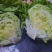 球生菜大量优质上市中
