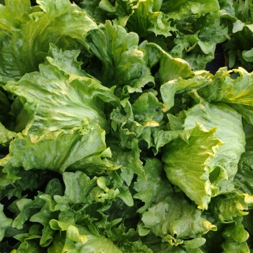 球生菜大量优质上市中