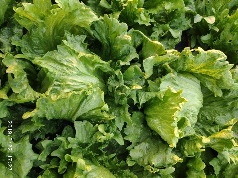 球生菜大量优质上市中
