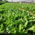 球生菜大量优质上市中