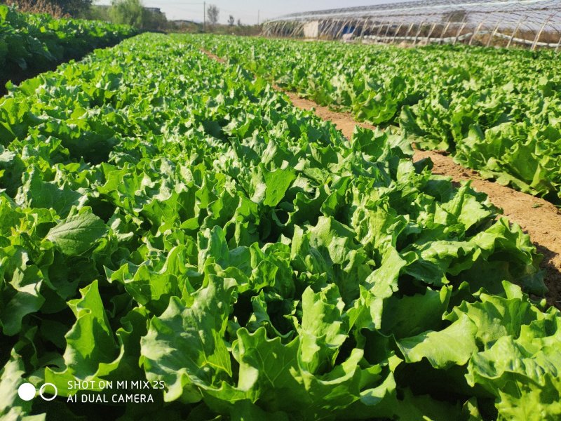 球生菜大量优质上市中