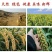 沂蒙山有机小米，纯黄土地种植，
