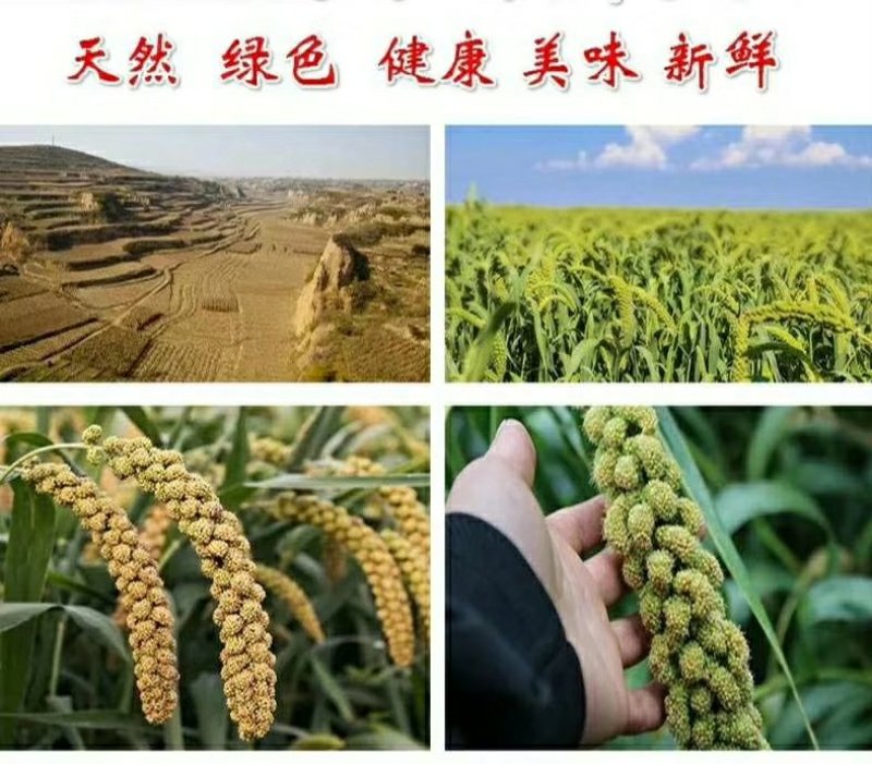 沂蒙山有机小米，纯黄土地种植，