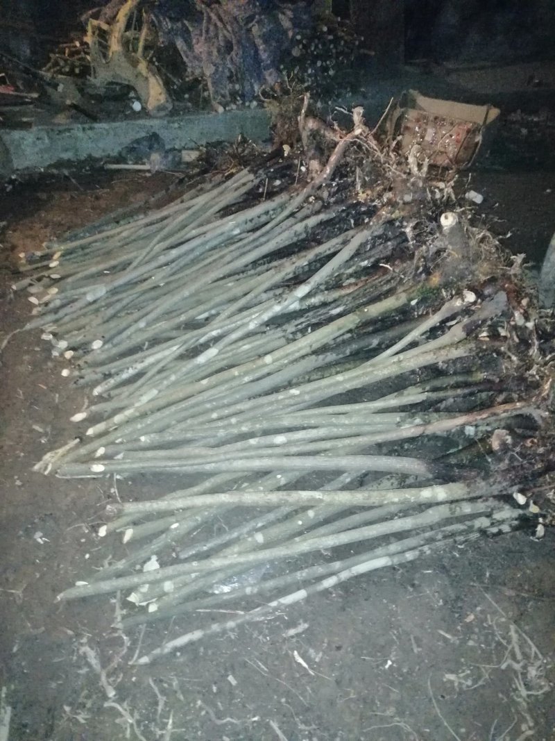 金丝吊蝴蝶原生桩