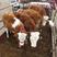 西门塔尔牛犊抗病力强育肥有小乳牛，青年牛，成年牛