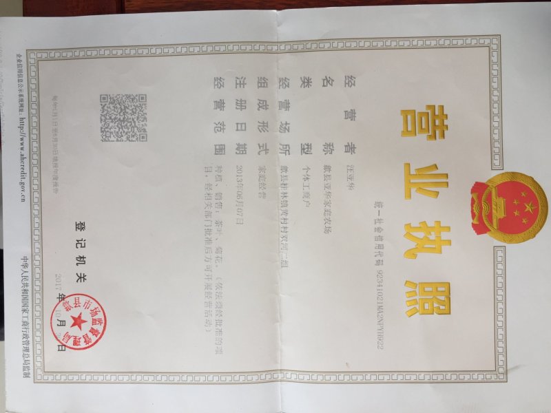 菊花苗金丝皇菊苗徽州皇菊苗乒乓球菊苗黄山贡菊苗