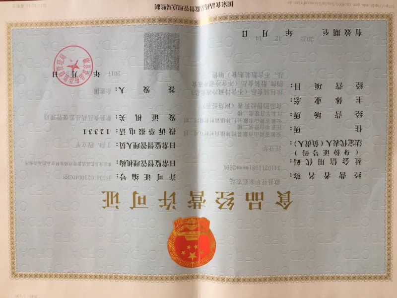 菊花苗金丝皇菊苗徽州皇菊苗乒乓球菊苗黄山贡菊苗