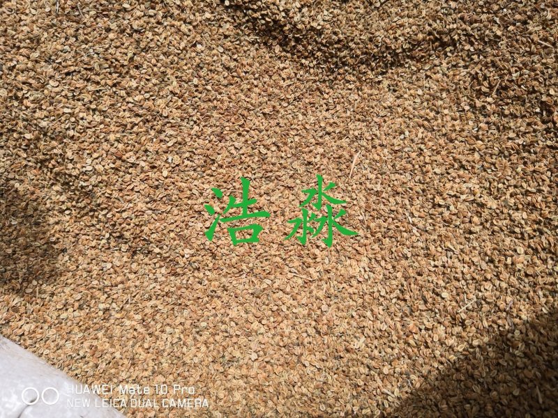 蛇床子中药材过筛选货干货量大从优