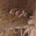 杜洛克杂交仔猪