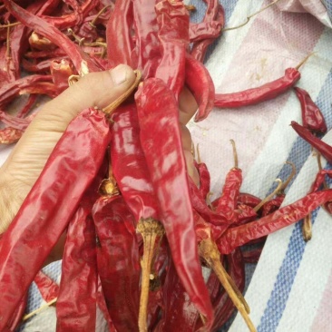 售油椒干辣椒精品9成干以上干度好色度好产地直销