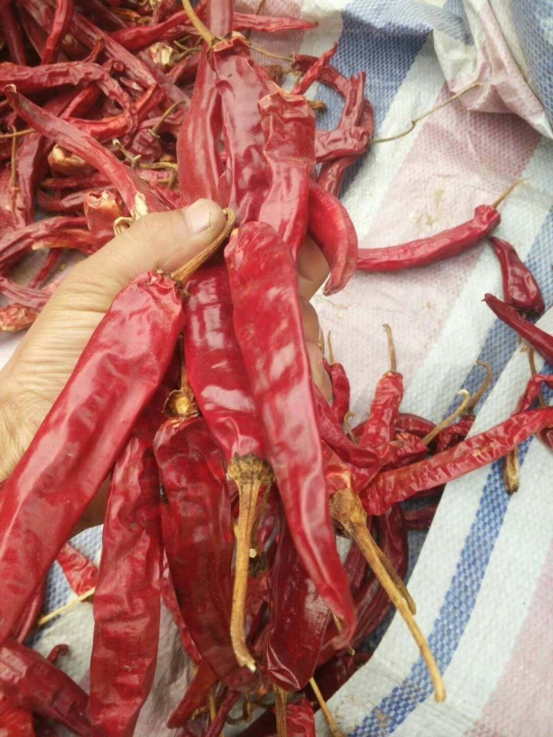 售油椒干辣椒精品9成干以上干度好色度好产地直销