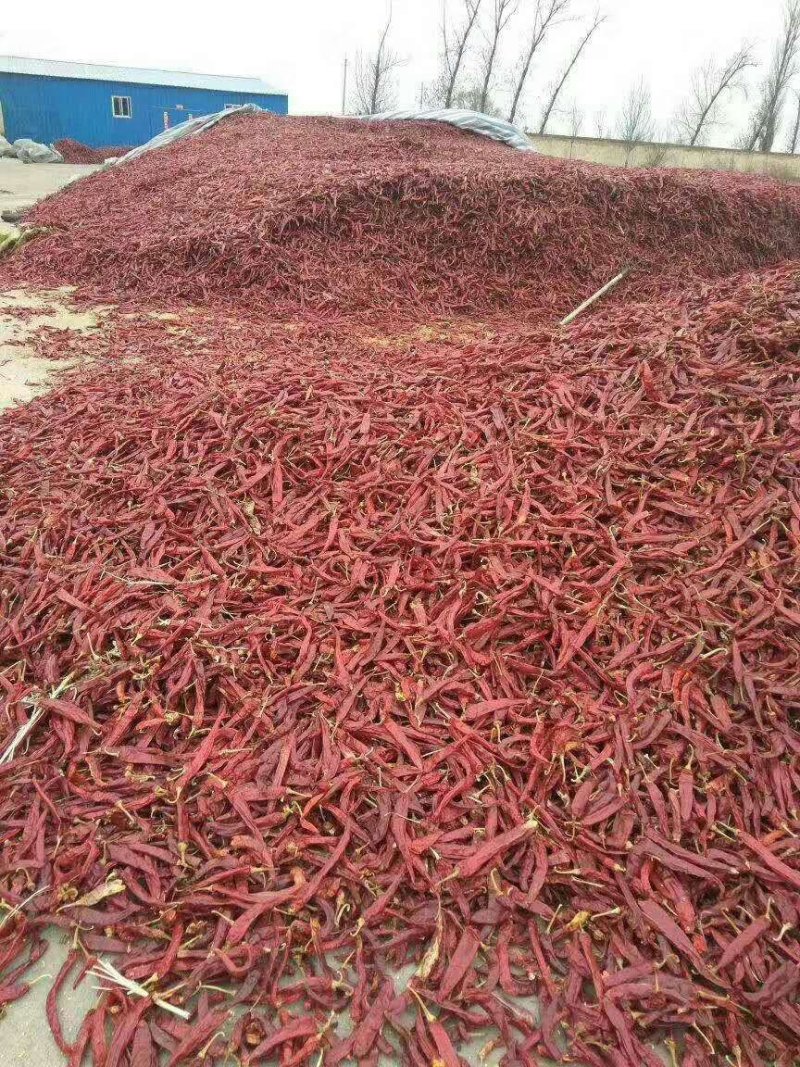 售油椒干辣椒精品9成干以上干度好色度好产地直销
