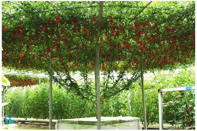 番茄树种子种籽种孑