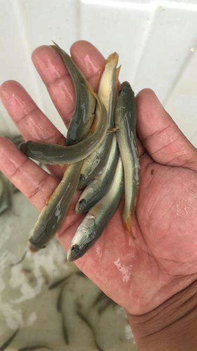 白乌鱼苗欢迎下单