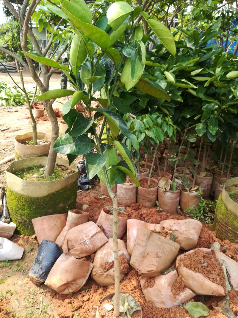 正宗泰国青柚苗带泥发货
