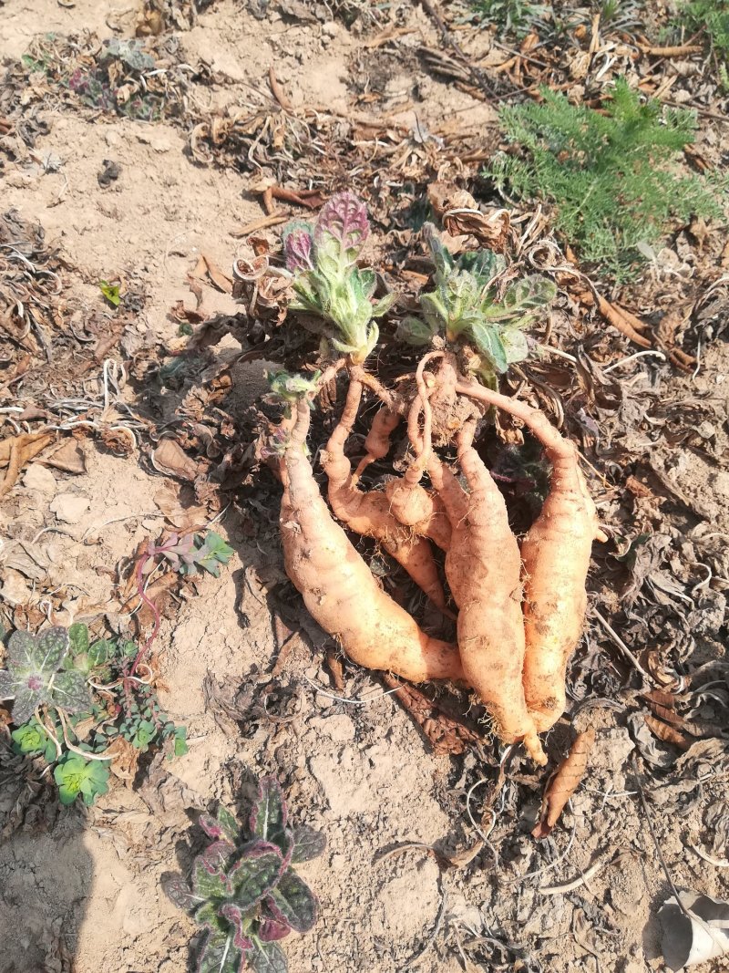 地黄栽子，你管种我管收！