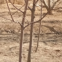 \各种绿花树，及各种果树梨树，核桃树