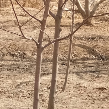 \各种绿花树，及各种果树梨树，核桃树