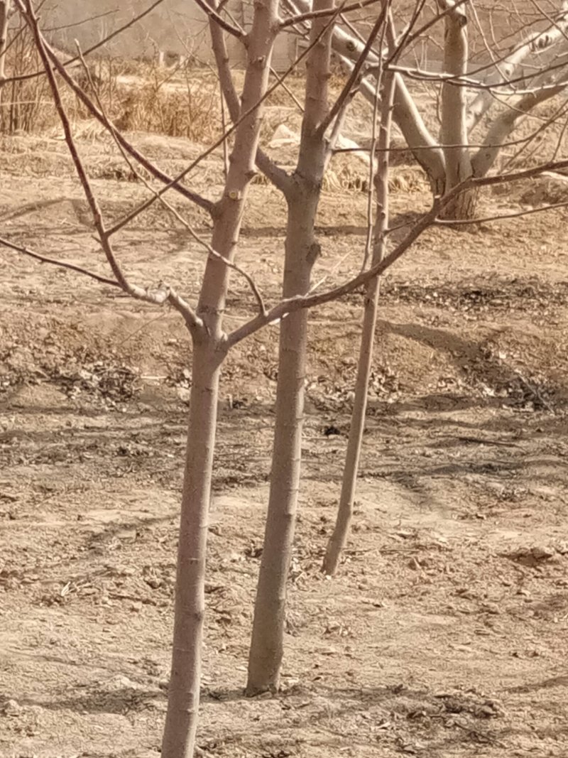 \各种绿花树，及各种果树梨树，核桃树