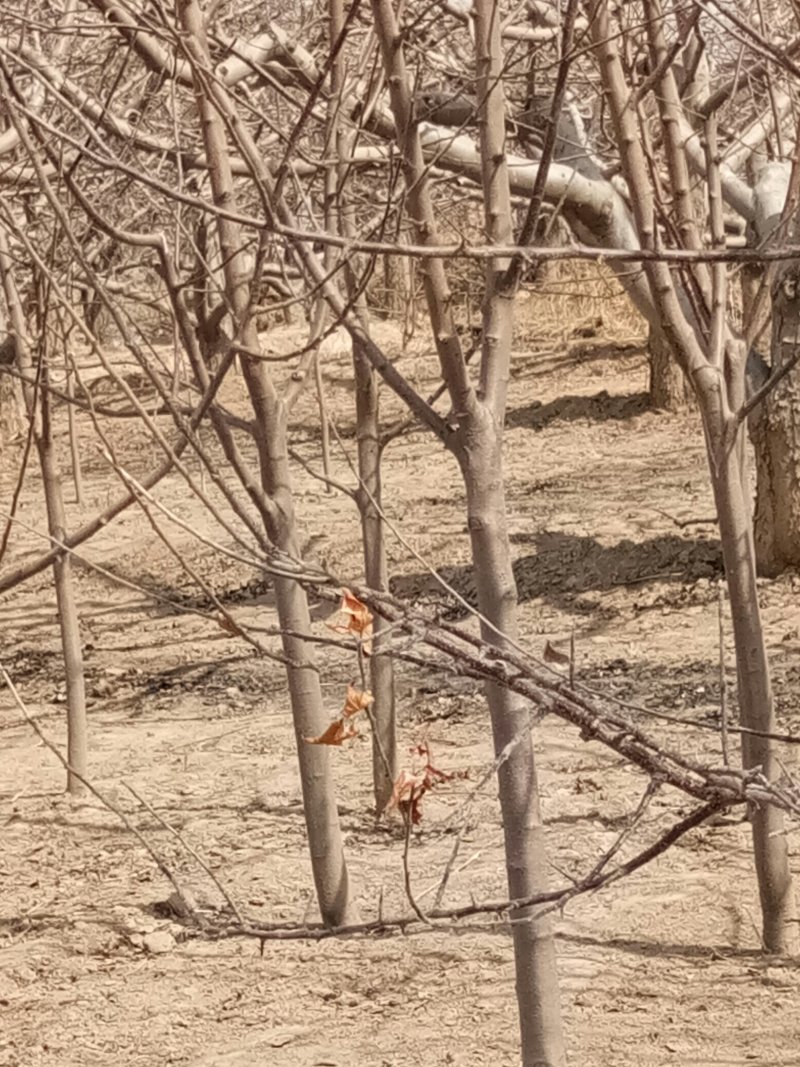 \各种绿花树，及各种果树梨树，核桃树