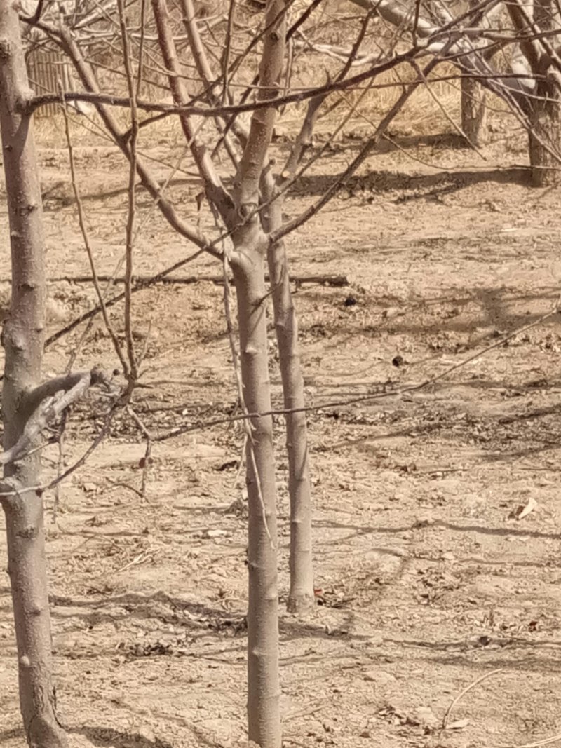 \各种绿花树，及各种果树梨树，核桃树
