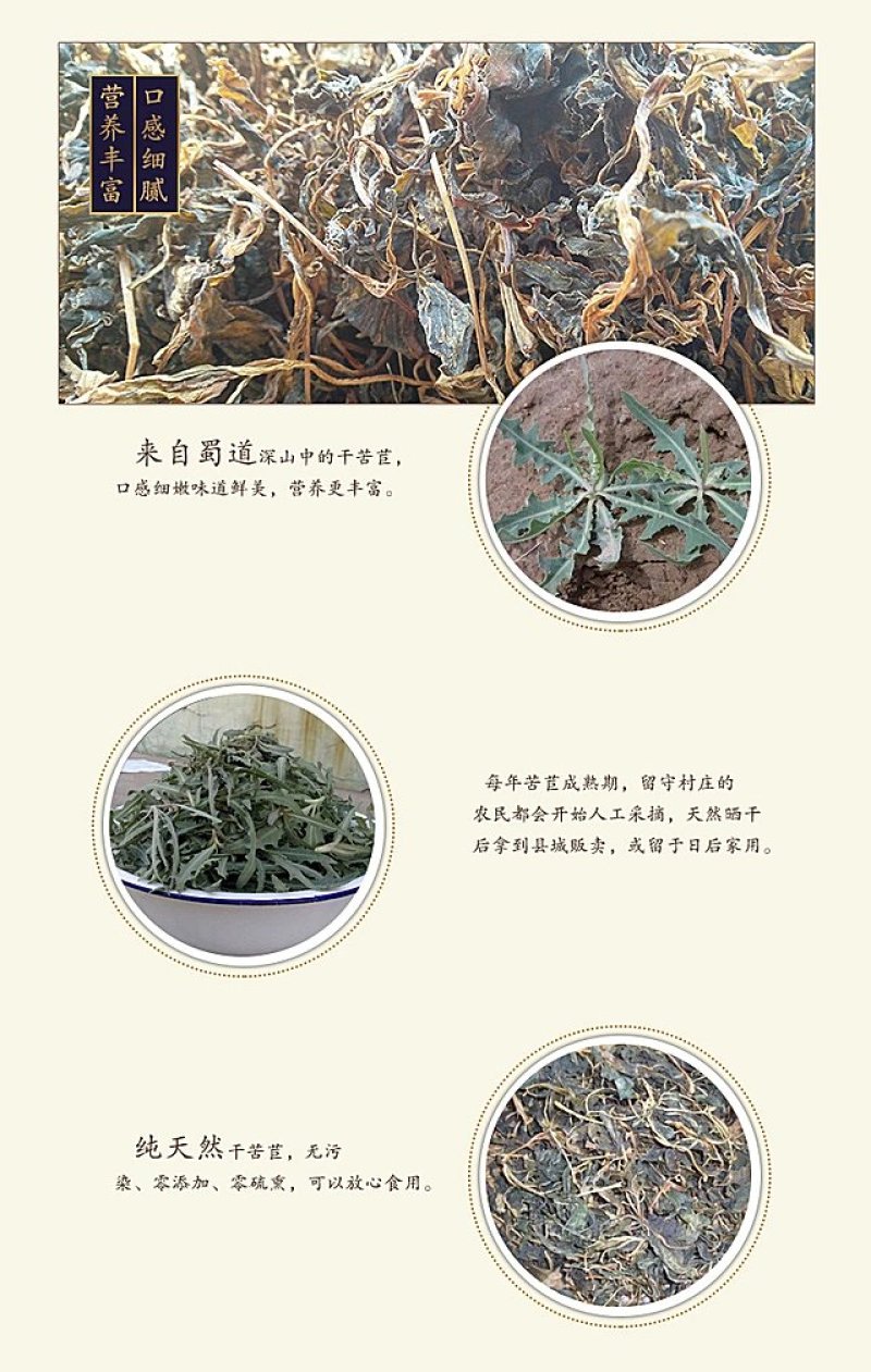 野生苦菜干