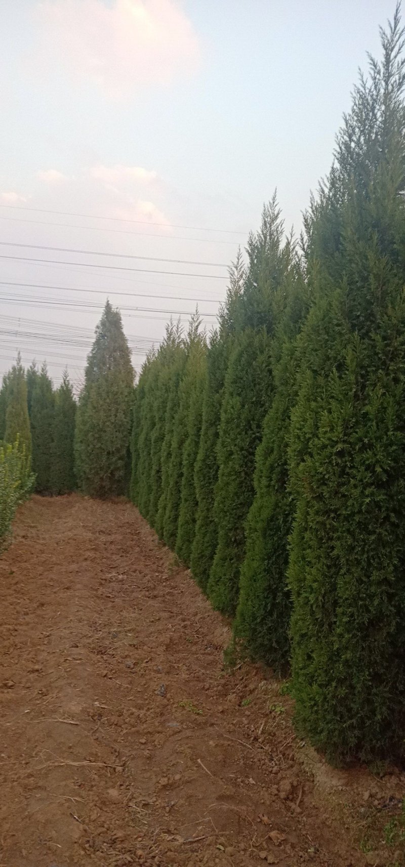 蜀侩苗，圆柏，塔柏苗，嫁接苗绿化工程苗1米，2米3米蜀侩