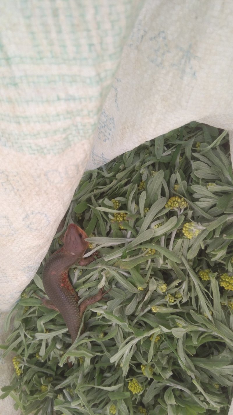 石龙子干货